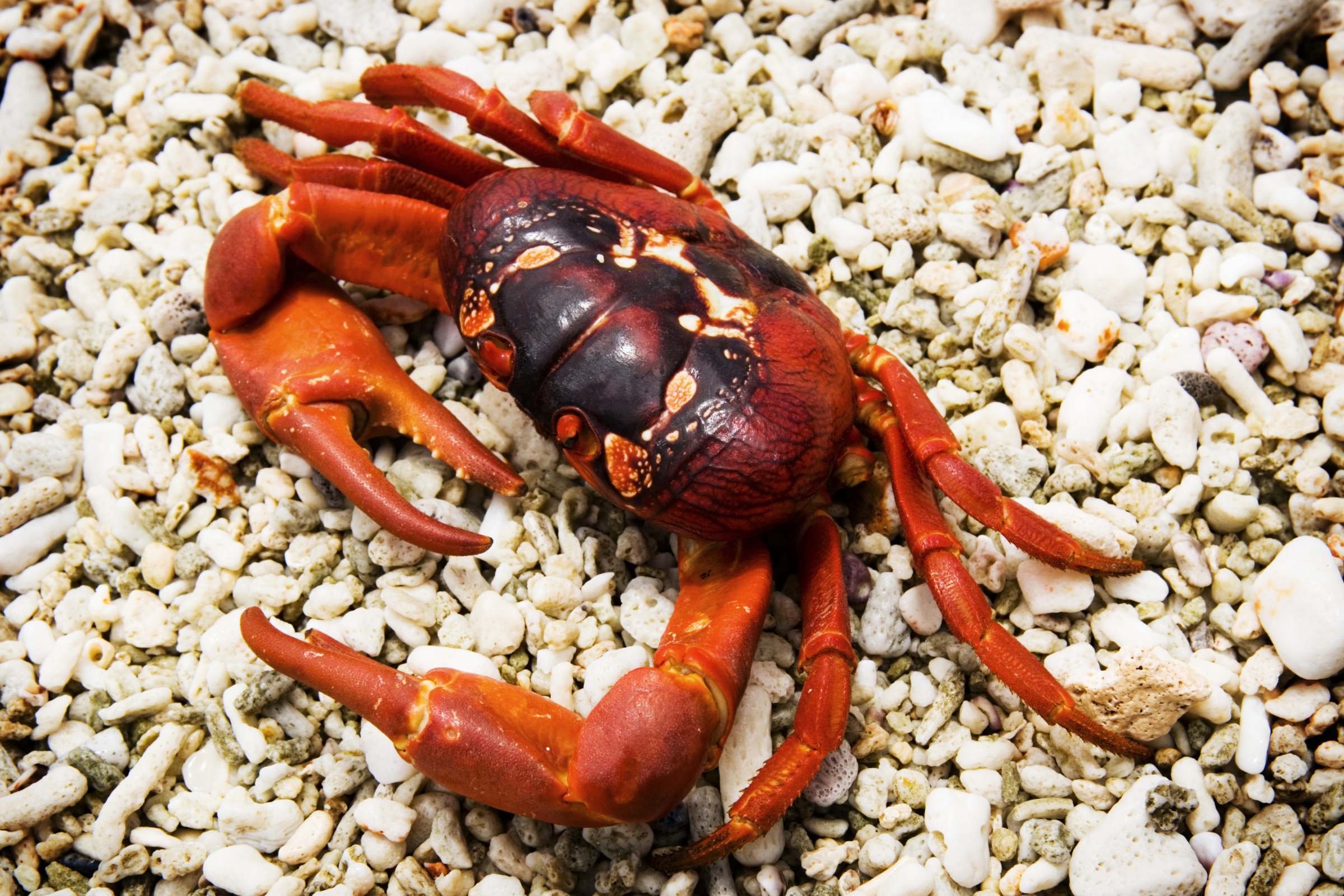 135 christmas island.webp